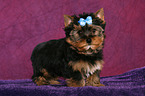 Yorkshire Terrier Puppy