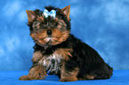 Yorkshire Terrier Puppy