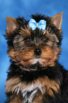 Yorkshire Terrier Puppy