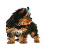 Yorkshire Terrier Puppy