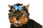 Yorkshire Terrier Puppy