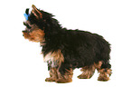 Yorkshire Terrier Puppy