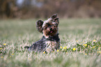 sitting Yorkshire Terrier