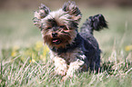 running Yorkshire Terrier