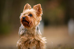 Yorkshire Terrier Portrait