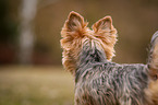 Yorkshire Terrier Portrait