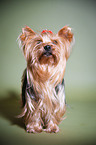 standing Yorkshire Terrier