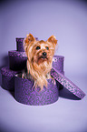 Yorkshire Terrier sits in paper box