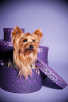 Yorkshire Terrier sits in paper box