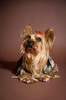 lying Yorkshire Terrier