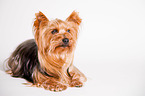 lying Yorkshire Terrier