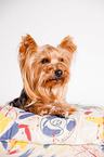 lying Yorkshire Terrier