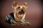 lying Yorkshire Terrier