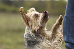 Yorkshire Terrier jumps at human