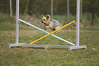 jumping Yorkshire Terrier