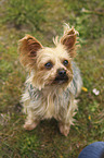 sitting Yorkshire Terrier