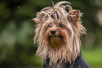 Yorkshire Terrier Portrait