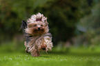 running Yorkshire Terrier