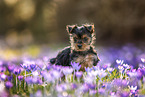 Yorkshire Terrier Puppy