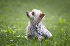 sitting Yorkshire Terrier