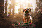 Yorkshire Terrier in autumn