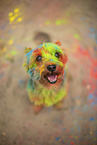 Yorkshire Terrier with holi colour