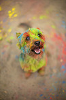 Yorkshire Terrier with holi colour