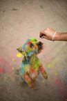 Yorkshire Terrier with holi colour