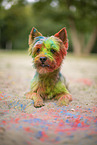 Yorkshire Terrier with holi colour