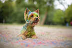 Yorkshire Terrier with holi colour