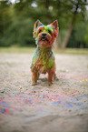 Yorkshire Terrier with holi colour