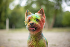 Yorkshire Terrier with holi colour