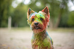 Yorkshire Terrier with holi colour