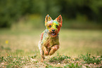 Yorkshire Terrier with holi colour