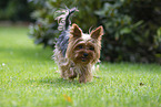 Yorkshire Terrier in summer