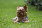 Yorkshire Terrier in summer