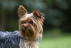 Yorkshire Terrier in summer