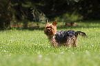 Yorkshire Terrier in summer