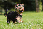 Yorkshire Terrier in summer