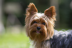 Yorkshire Terrier in summer