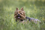 Yorkshire Terrier in summer