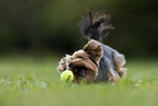 playing Yorkshire Terrier