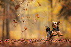 Yorkshire Terrier in autumn