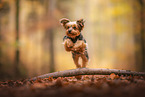 Yorkshire Terrier in autumn