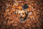 Yorkshire Terrier in autumn