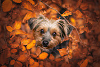 Yorkshire Terrier in autumn