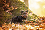 Yorkshire Terrier in autumn