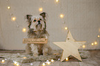 Yorkshire Terrier in christmas decoration