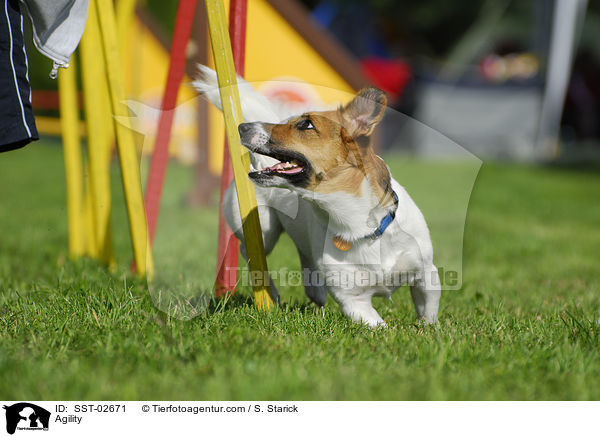 Agility / SST-02671