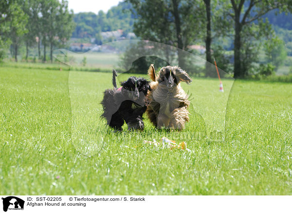 Afghan Hound at coursing / SST-02205